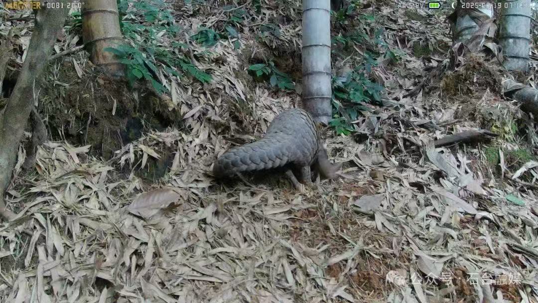 多家媒体聚焦牯牛降保…