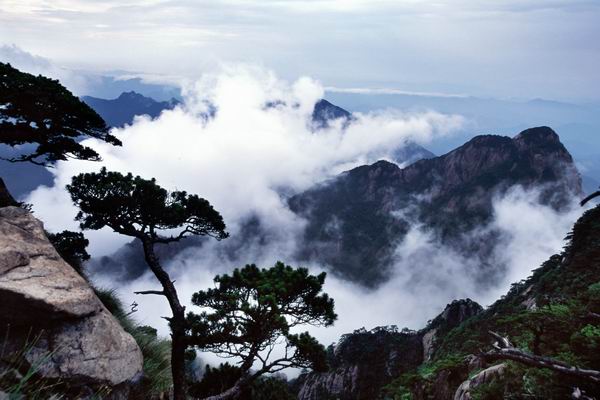 白云秀孤松（主峰景区）