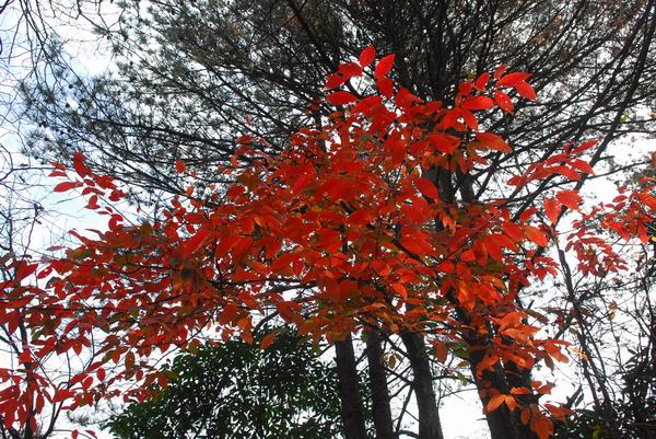 牯牛降金秋彩叶