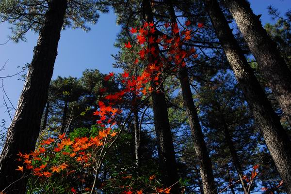 牯牛降-金秋彩叶