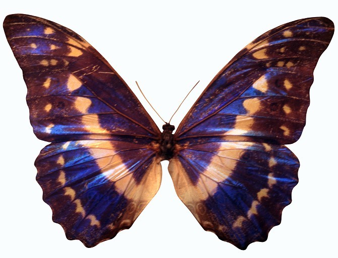 昆虫图片（蝶）